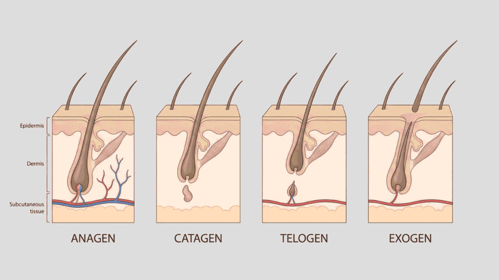 Hair follicle diagram showing the hair growth cycle phases