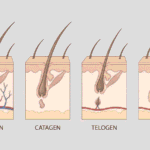 Hair Growth : How Hair Grows, Why It Stops, and What Helps