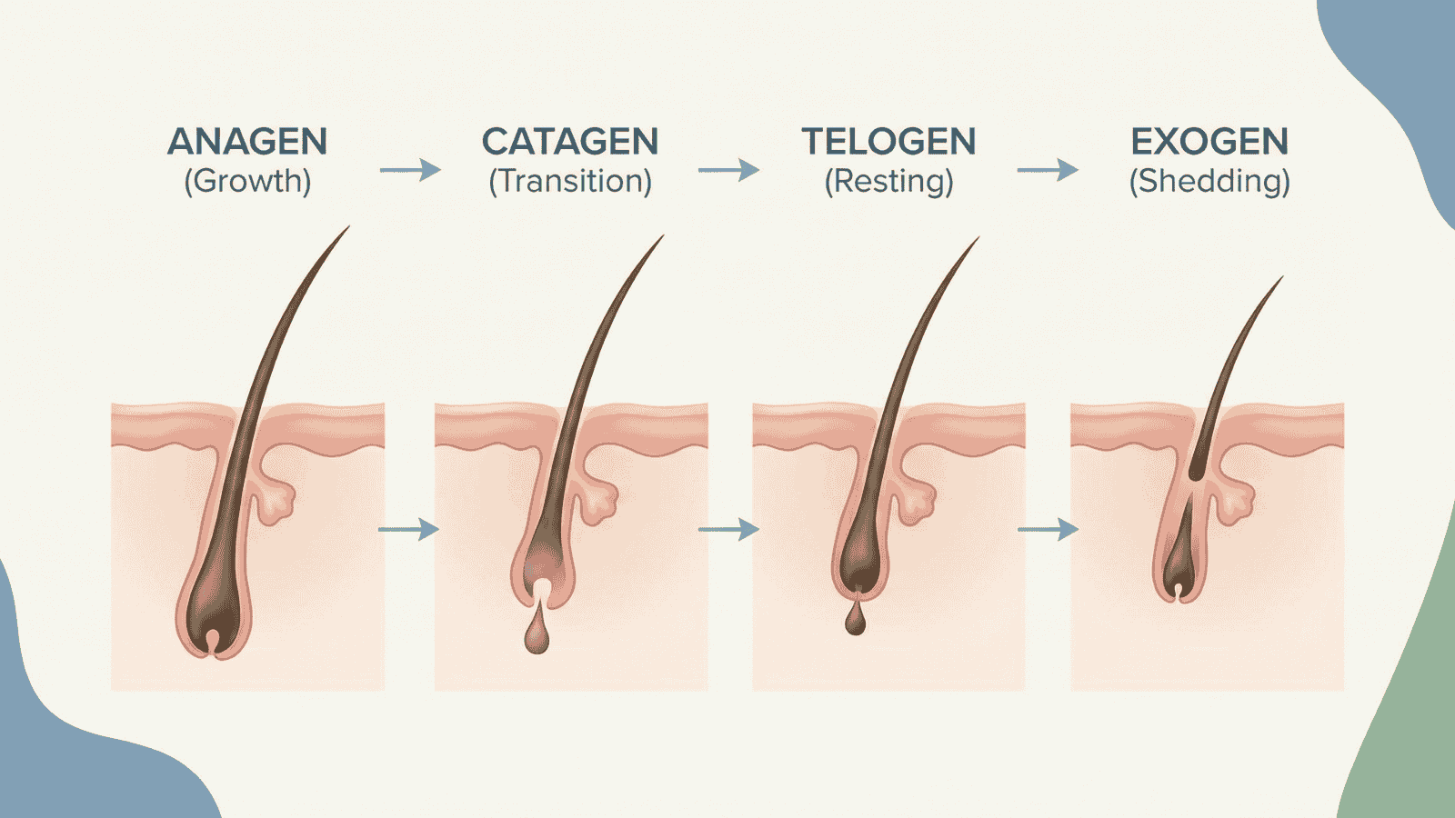 Hair follicle diagram showing the hair growth cycle phases