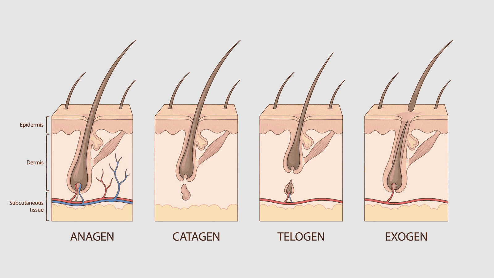Hair follicle diagram showing the hair growth cycle phases